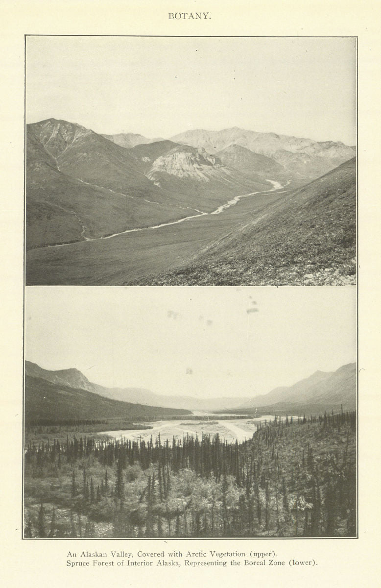 Alaskan Valley Arctic Vegetation. Interior Spruce Forest Boreal Zone 1907